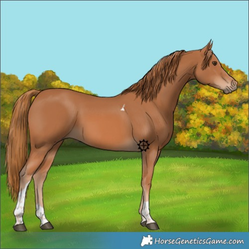 Horse Color:Chestnut Tobiano