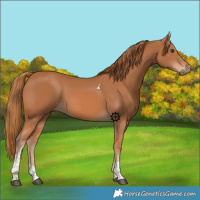 Horse Color:Chestnut Tobiano