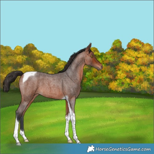 Horse Color:Bay Roan Tobiano 