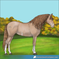 Horse Color:Black Pearl Sabino
