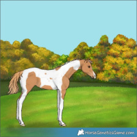 Horse Color:Chestnut Tobiano 