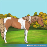 Horse Color:Chestnut Tobiano