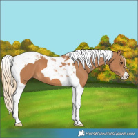 Horse Color:Chestnut Tobiano 