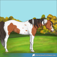 Horse Color:Bay Tobiano