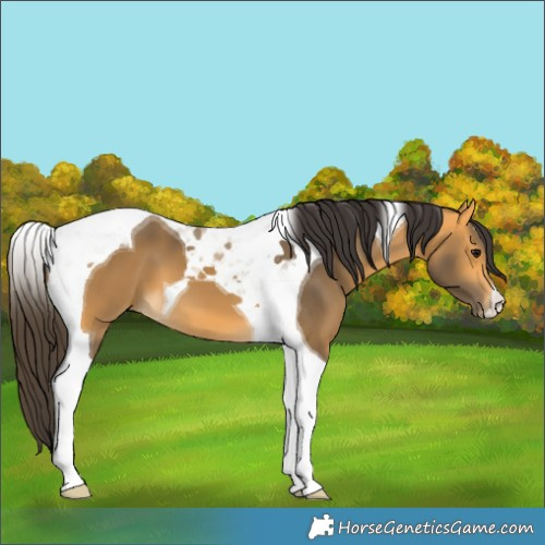 Horse Color:Buckskin Tobiano 
