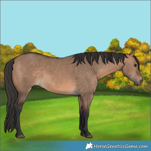 Horse Color:Brown Dun 