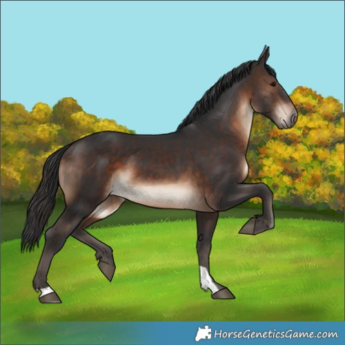Horse Color:Brown 