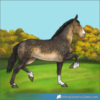 Horse Color:Buckskin 