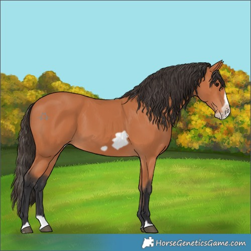 Horse Color:Bay Splash Frame