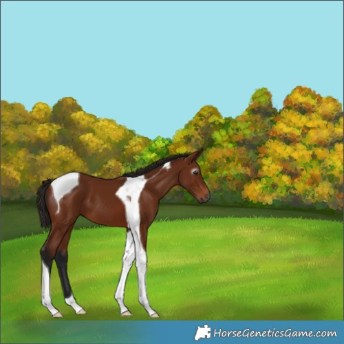 Horse Color:Gray Bay Tobiano 