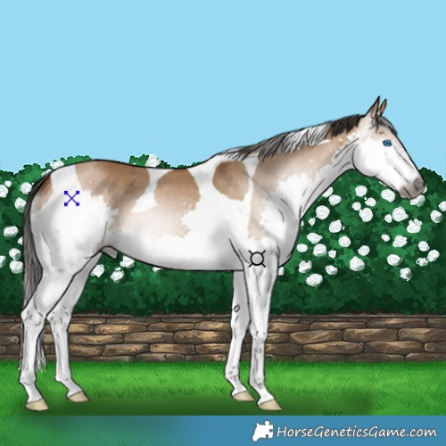 Horse Color:Gray Bay Dun Splash Tobiano 
