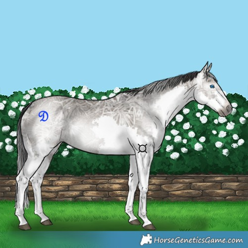 Horse Color:Gray Grullo Ice Splash Tobiano