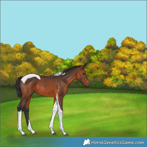 Horse Color:Brown Tobiano 