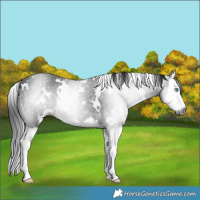 Horse Color:Gray White Spotted Black Splash