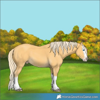 Horse Color:Gold Cream Champagne Splash