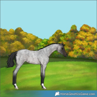 Horse Color:Brown Roan 