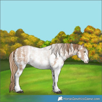 Horse Color:Black Pearl Sabino 