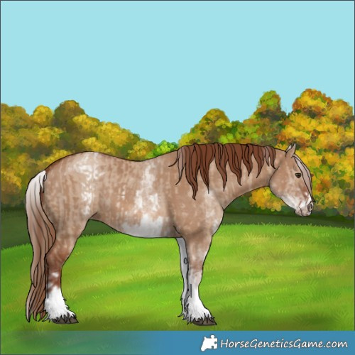 Horse Color:White Spotted Red Dun Rabicano  and White Spotted Red Dun Rabicano 