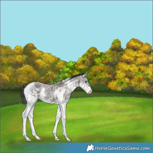 Horse Color:Grullo Ice Splash Tobiano 