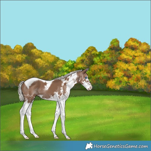 Horse Color:Silver Black Splash Tobiano 