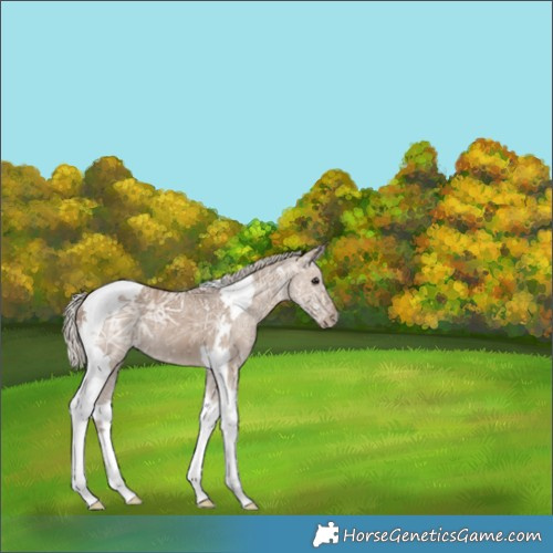 Horse Color:Silver Grullo Ice Tobiano 