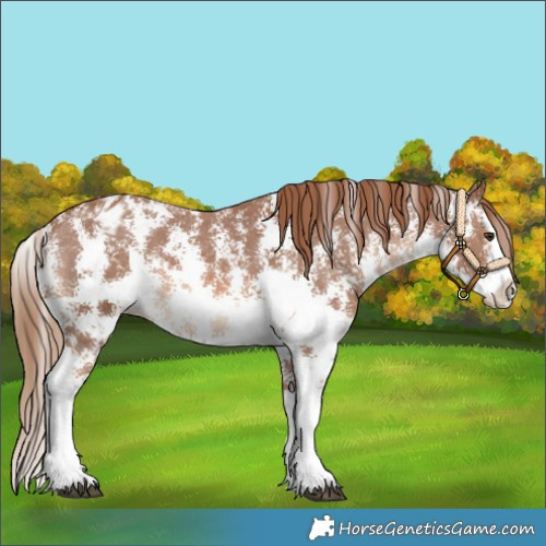 Horse Color:Chestnut Sabino Splash Appaloosa 