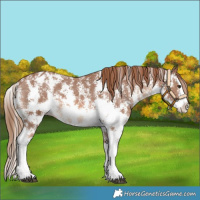 Horse Color:Chestnut Sabino Splash Varnish 