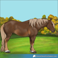 Horse Color:Chocolate Palomino 