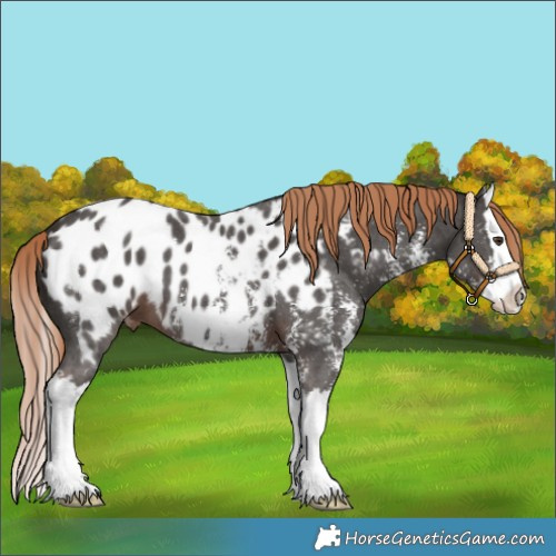 Horse Color:Liver Chestnut Sabino Splash Appaloosa 