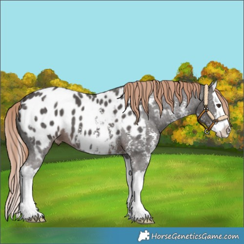 Horse Color:Liver Chestnut Sabino Splash Appaloosa 