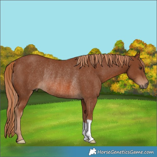 Horse Color:Chestnut Rabicano 