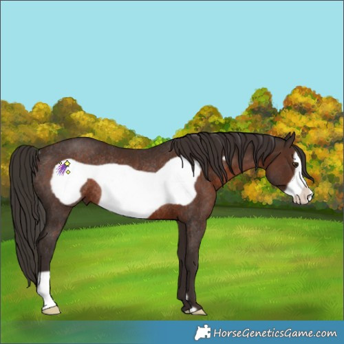 Horse Color:Liver Chestnut Frame Rabicano 