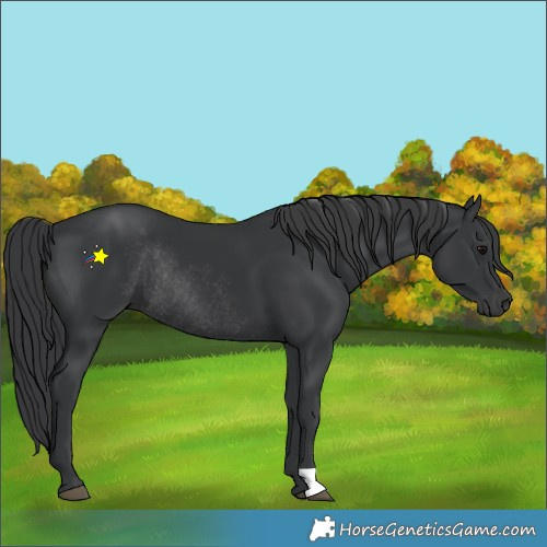 Horse Color:Black Rabicano 