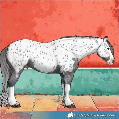 Horse Color:Black Sabino Splash Appaloosa 