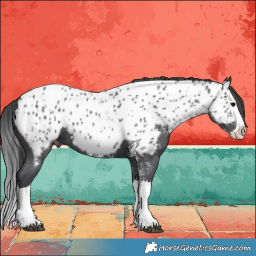 Horse Color:Black Sabino Splash Near Leopard 