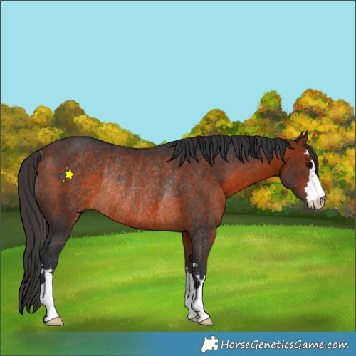 Horse Color:Bay Rabicano 