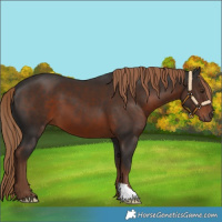 Horse Color:Liver Chestnut 