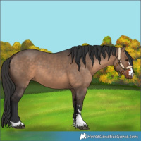 Horse Color:Brown Dun 