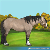 Horse Color:Brown Dun