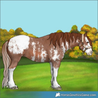 Horse Color:Chestnut Sabino Splash Snowcap