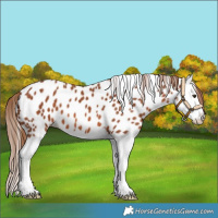 Horse Color:Chestnut Splash Leopard