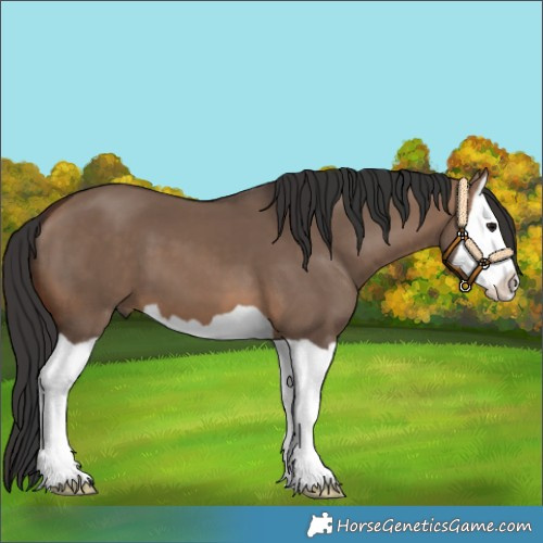Horse Color:Brown Dun Splash
