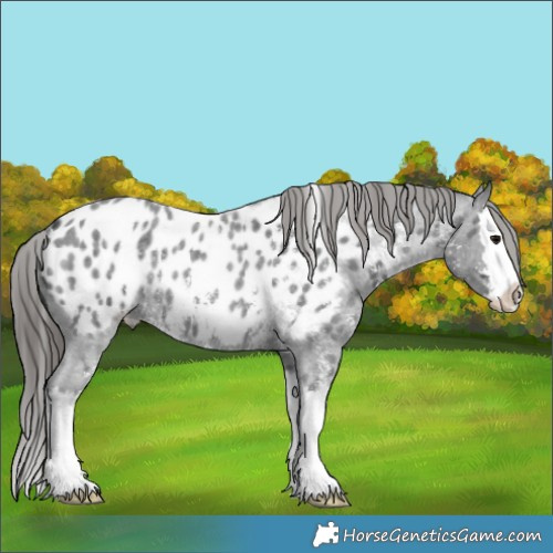 Horse Color:Blue Roan Sabino Splash Appaloosa 