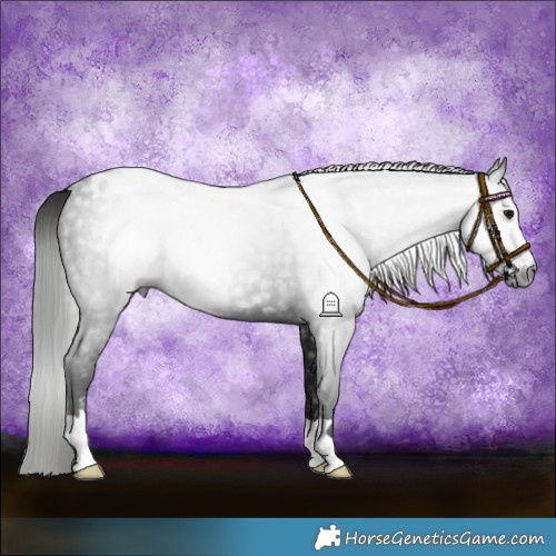 Horse Color:Gray Black Varnish Rabicano 