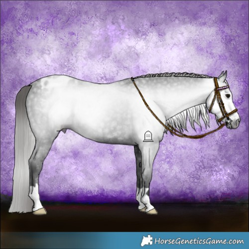 Horse Color:Gray Black Appaloosa Rabicano 