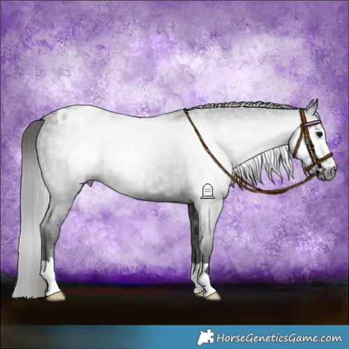 Horse Color:Gray Black Appaloosa Rabicano 
