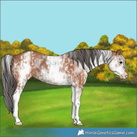 Horse Color:White Spotted Black Rabicano  and White Spotted Bay Rabicano 