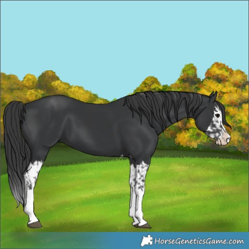 Horse Color:Black Splash and Black Splash