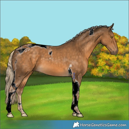 Horse Color:Chocolate Palomino Tobiano 