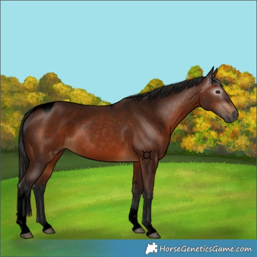 Horse Color:Gray Void Bay Tobiano 